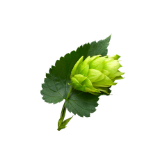 Hops Extract