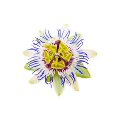 Passion Flower Extract